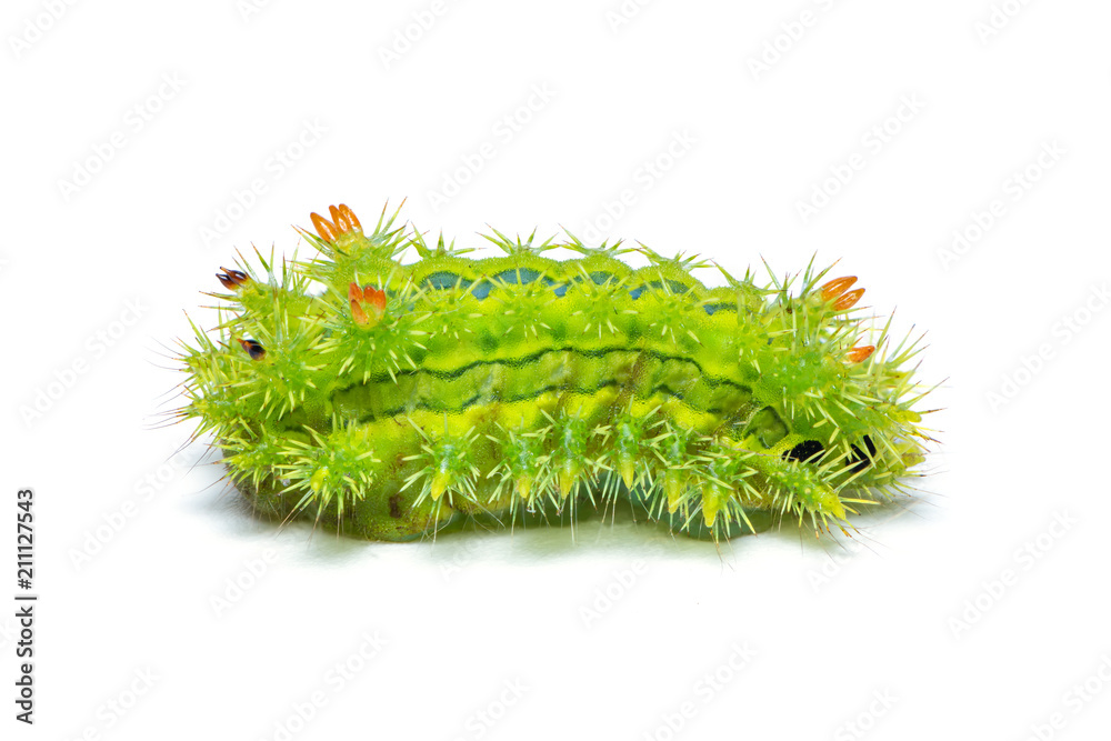Fototapeta premium Slug moth caterpillar isolated on white background