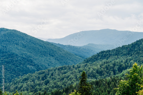 Carpathian Mountain Forest With Evergreen Trees In Fog Mist Landscape