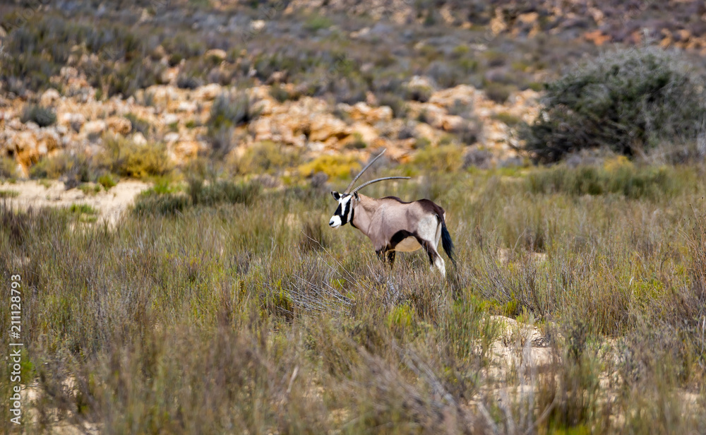 A beautiful single Oryx Antilope in the landscape