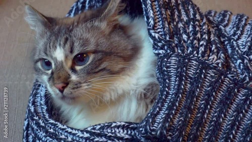 Wallpaper Mural funny adult beautiful blue-eyed fluffy cat on a woolen blanket.close-up. Torontodigital.ca