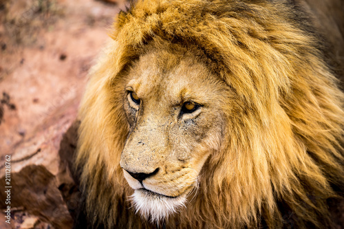 Fototapeta Naklejka Na Ścianę i Meble -  A lions face closeup, his eyes focussing on something outside the pucture