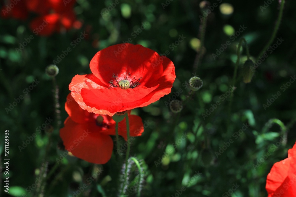 coquelicot coquelicot