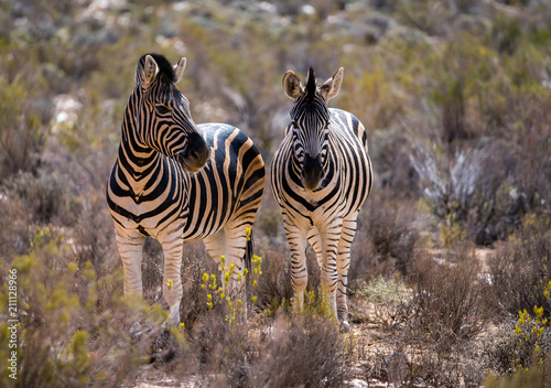 Two Zebras standing next to each other