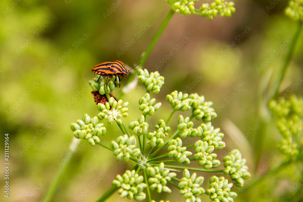 Red Netteroptera in green flowers Red Netteroptera in green flowers
