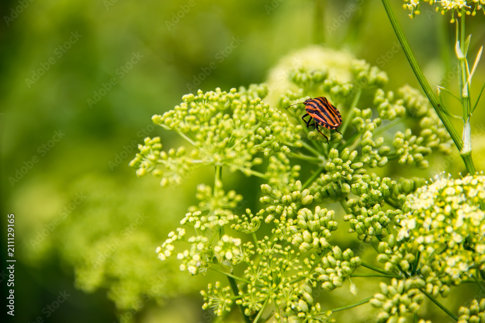 Red Netteroptera in green flowers is a top view. Red Netteroptera in green flowers is a top view.