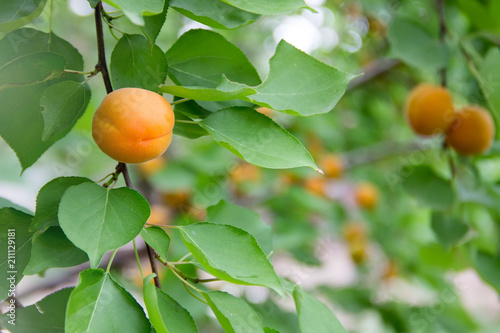Apricot on a branch.