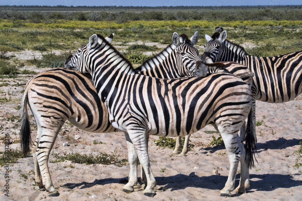 Naklejka premium Damara zebra, Equus burchelli antiquorum, Grooming, Etosha, Namibia