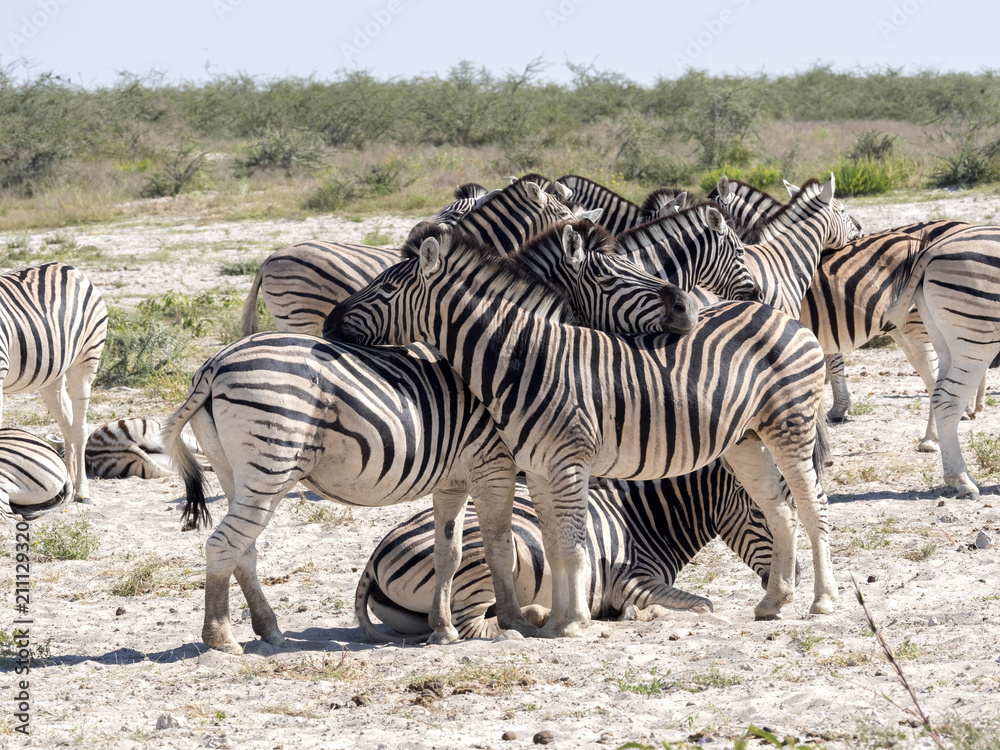 Obraz premium Damara zebra, Equus burchelli antiquorum, Grooming, Etosha, Namibia