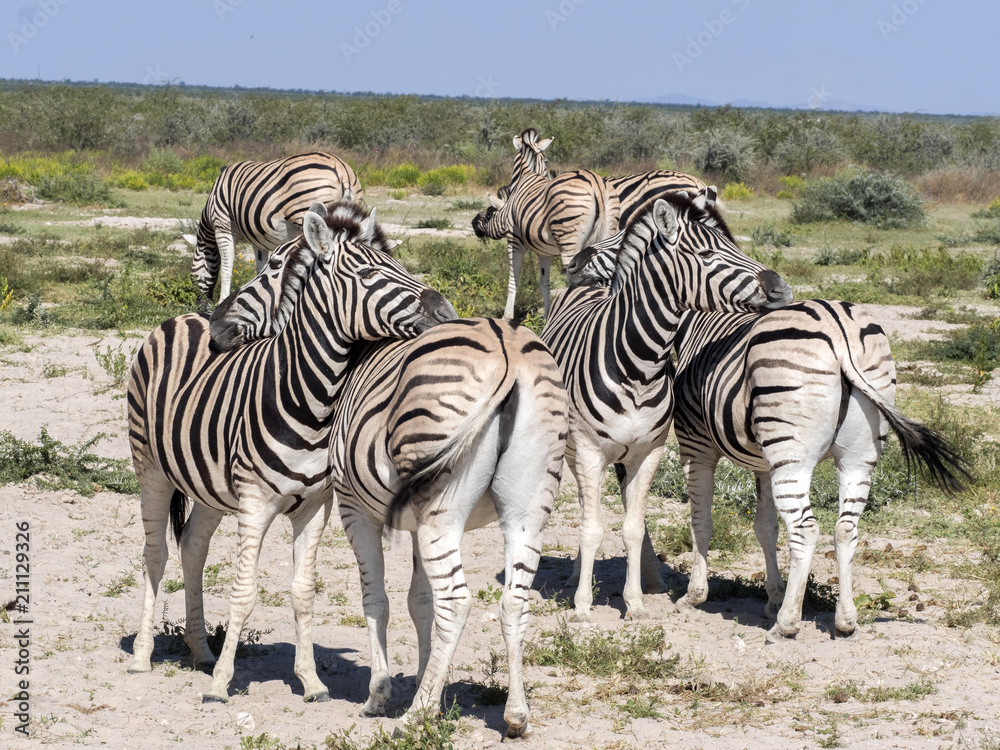Obraz premium Damara zebra, Equus burchelli antiquorum, Grooming, Etosha, Namibia