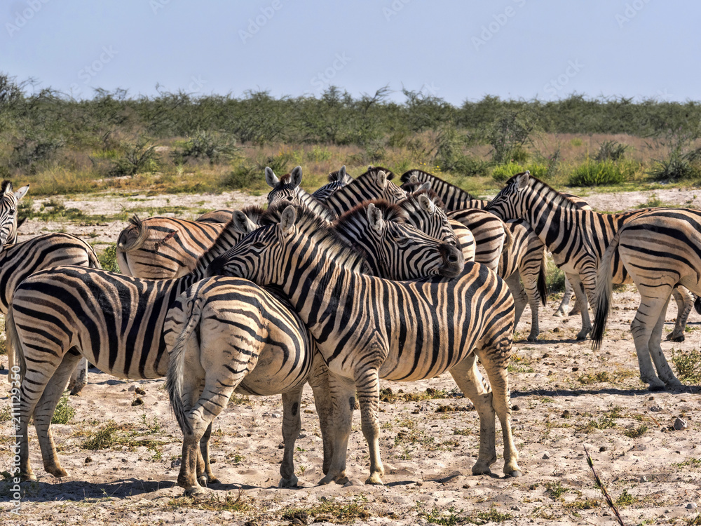 Obraz premium Damara zebra, Equus burchelli antiquorum, Grooming, Etosha, Namibia
