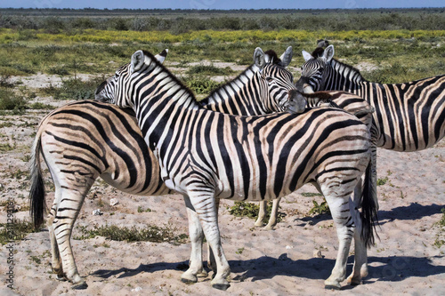 Damara zebra  Equus burchelli antiquorum  Grooming  Etosha  Namibia