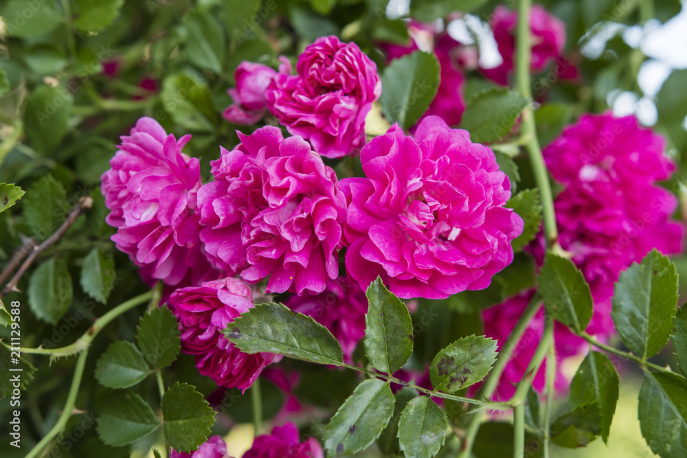 Rudophytic rose flowers with green leaves. Rudophytic rose flowers with green leaves.