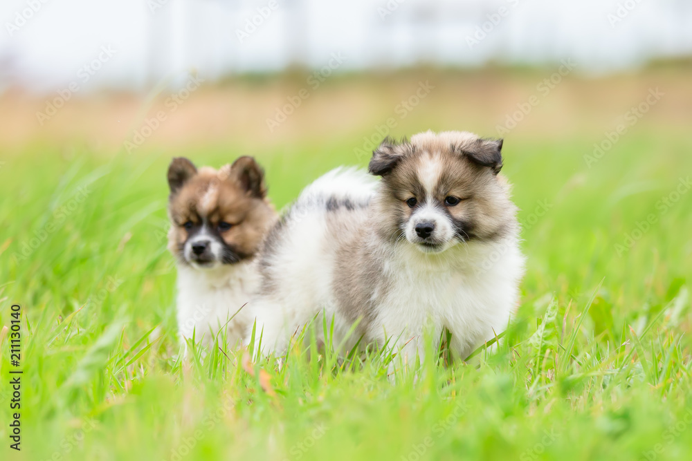 two Elo puppies standing in the grass