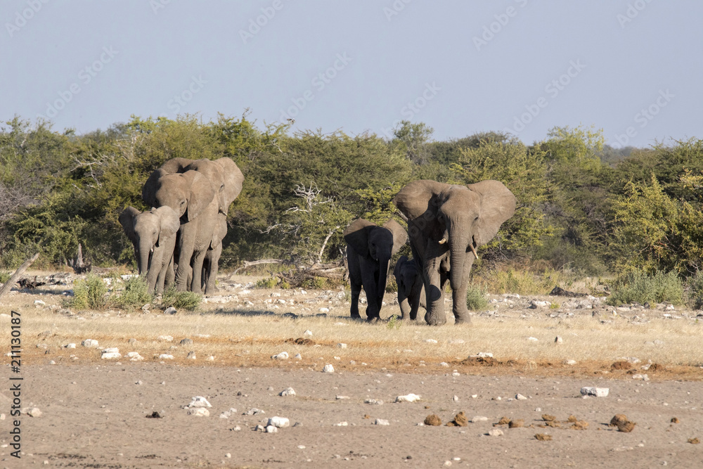 Obraz premium Herd of African elephant, Loxodonta africana, hurry to waterhole, Etosha National Park, Namibia