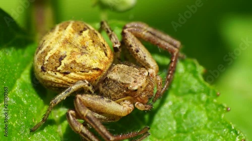 Macro of a light brown spider crab Ozyptila praticola basking on spring green leaf in foothills of Caucasus photo