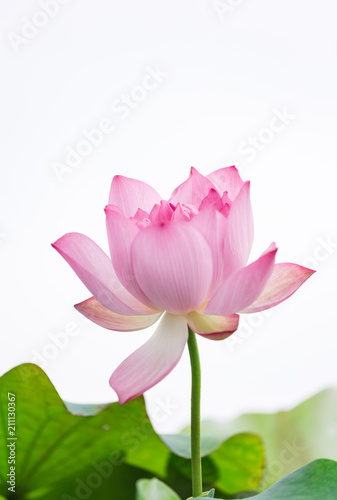 White background of lotus