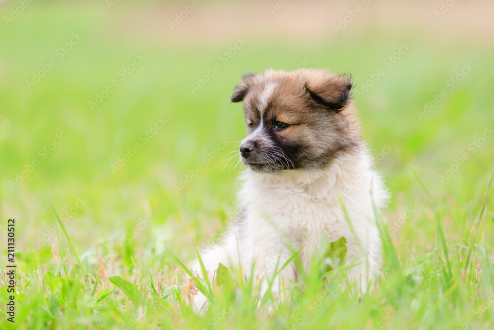 portrait of an Elo puppy on the meadow
