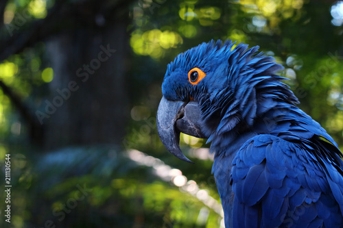 Stampa su tela Close up of vivid blue Hyacinth Macaw, blue parrot portrait with blurred backgro