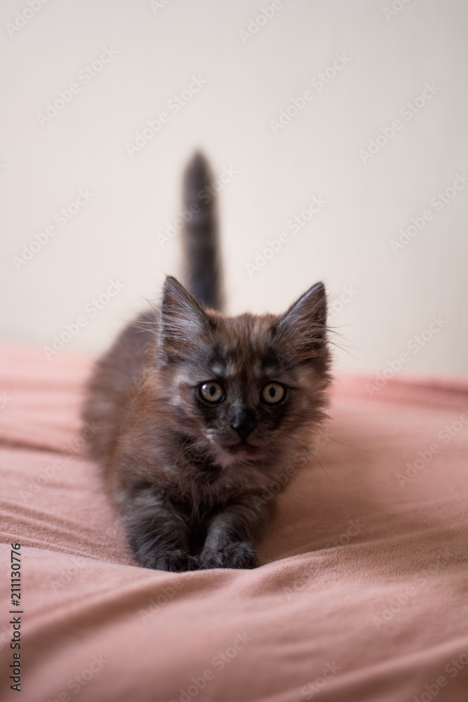 cute little furry kitten on a blanket