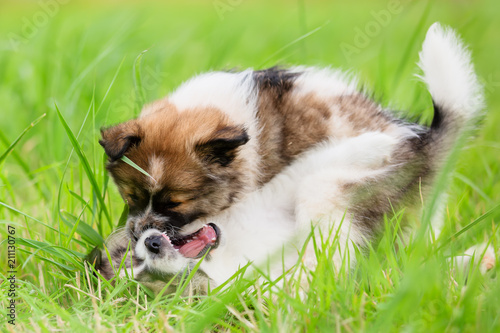 Quadro em tela two Elo puppies fighting together