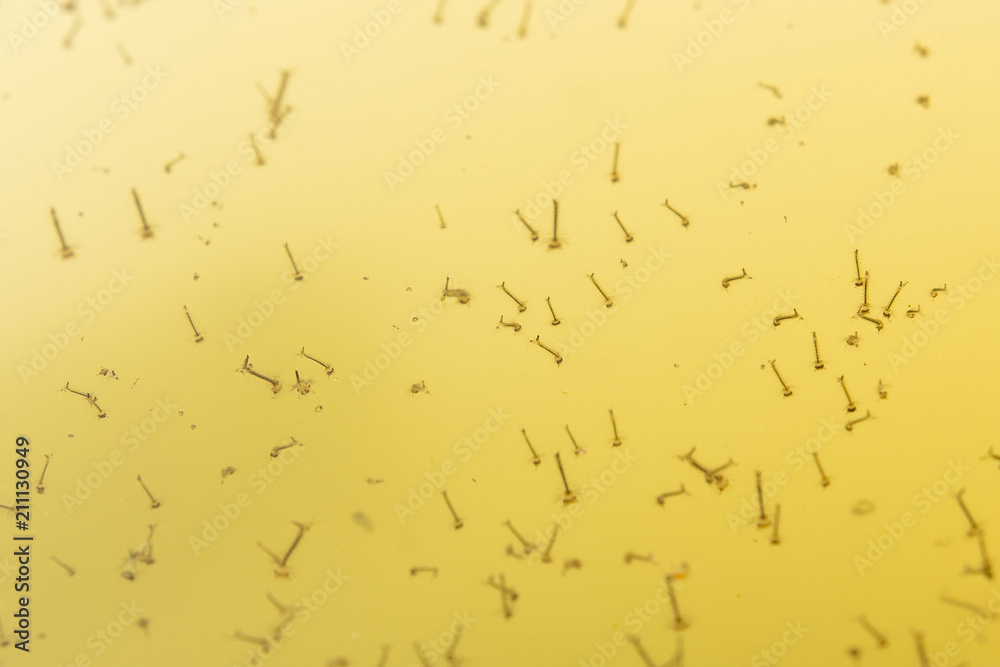 Mosquito Larvae Water