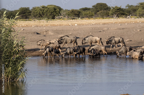 Blue Wildebeest  Connochaetes taurinus standing by waterhole  Etosha National Park  Namibia