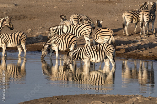 Damara zebra herd  Equus burchelli antiquorum  standing by waterhole  Etosha National Park  Namibia