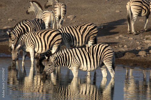 Damara zebra herd  Equus burchelli antiquorum  standing by waterhole  Etosha National Park  Namibia