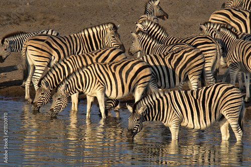 Damara zebra herd  Equus burchelli antiquorum  standing by waterhole  Etosha National Park  Namibia