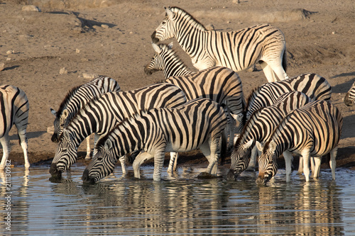 Damara zebra herd  Equus burchelli antiquorum  standing by waterhole  Etosha National Park  Namibia