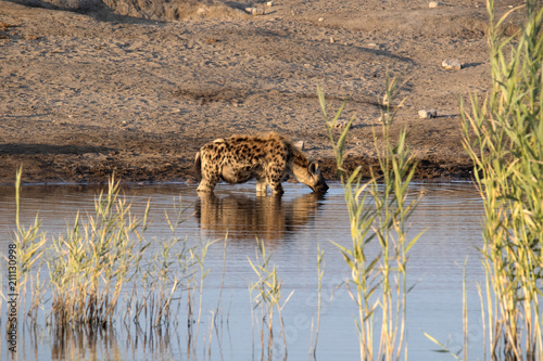 Spotted hyena, Crocuta crocuta, in waterhole, Etosha National Park, Namibia © vladislav333222
