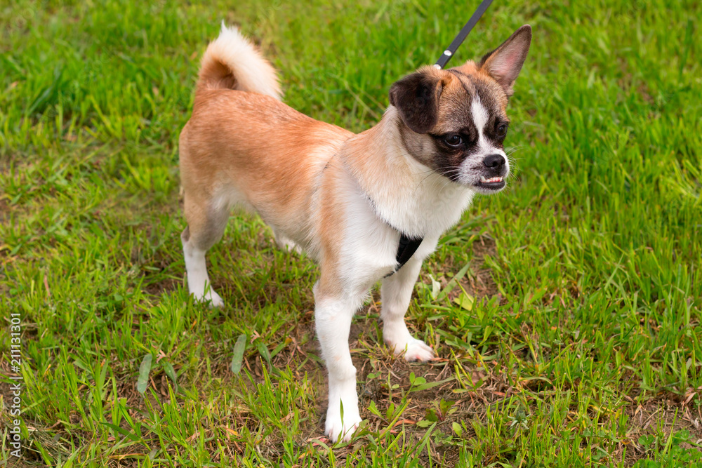 cute little dog with a leash on a walk cute little dog with a leash on a walk