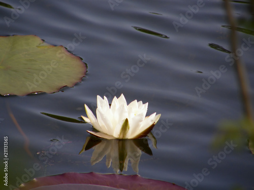 white lilies on the lake