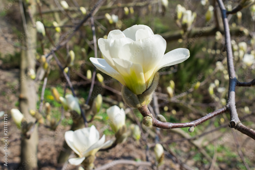 Magnolia tree blossom Magnolia tree blossom