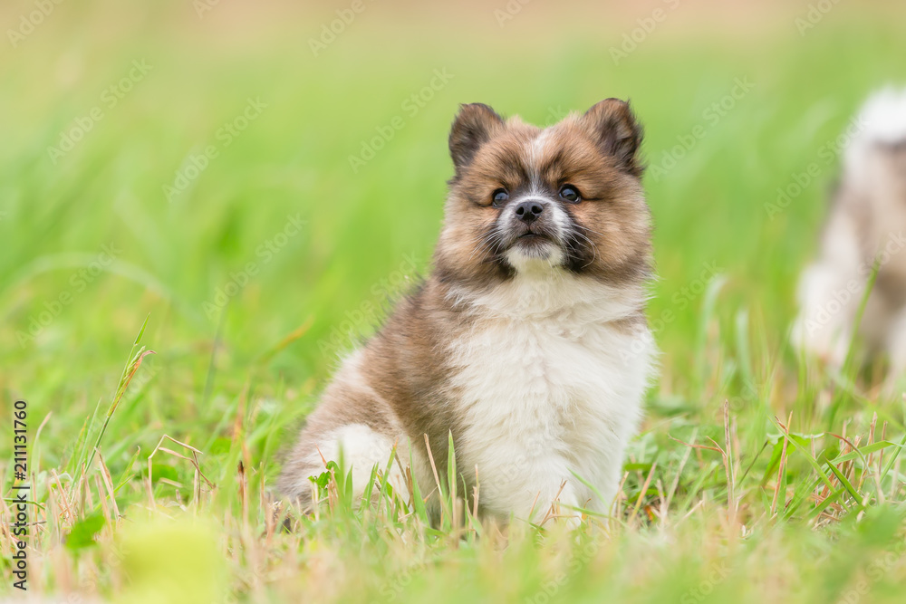 portrait of an Elo puppy on the meadow
