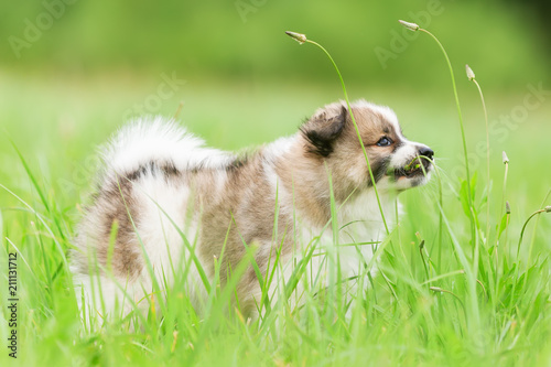 Elo puppy chews at grass
