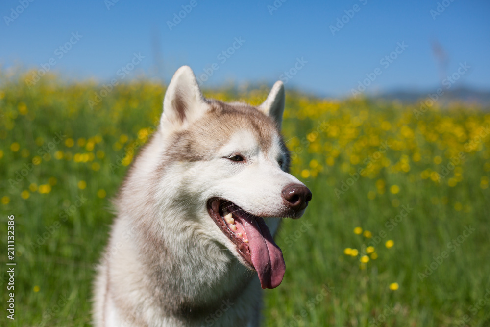 Profile Portrait of cute beige and white dog breed siberian husky is in the buttercup field in summer. Profile Portrait of cute beige and white dog breed siberian husky is in the buttercup field in summer.