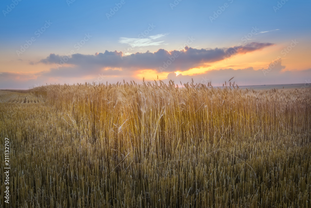 Sunset at wheat field