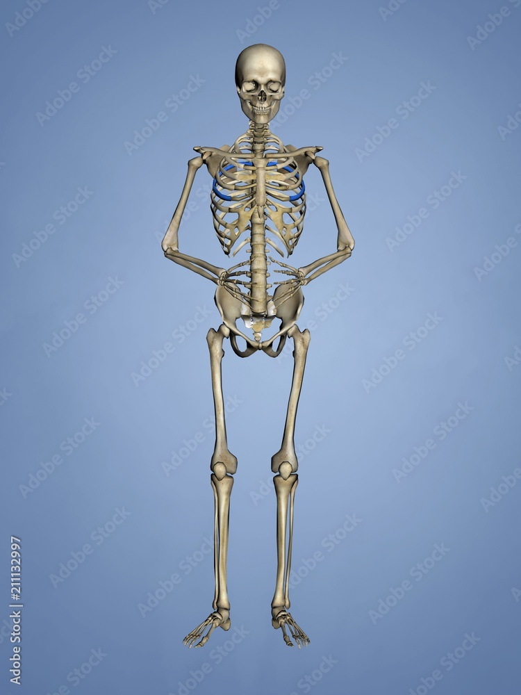 Fifth Rib, Rib Cage, 3D Model Fifth Rib, Rib Cage, 3D Model