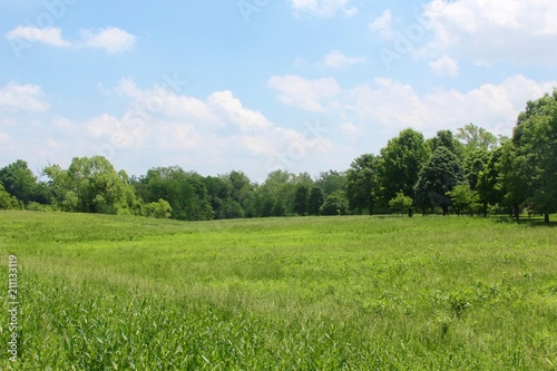 The bright green grass field on a sunny summer day.