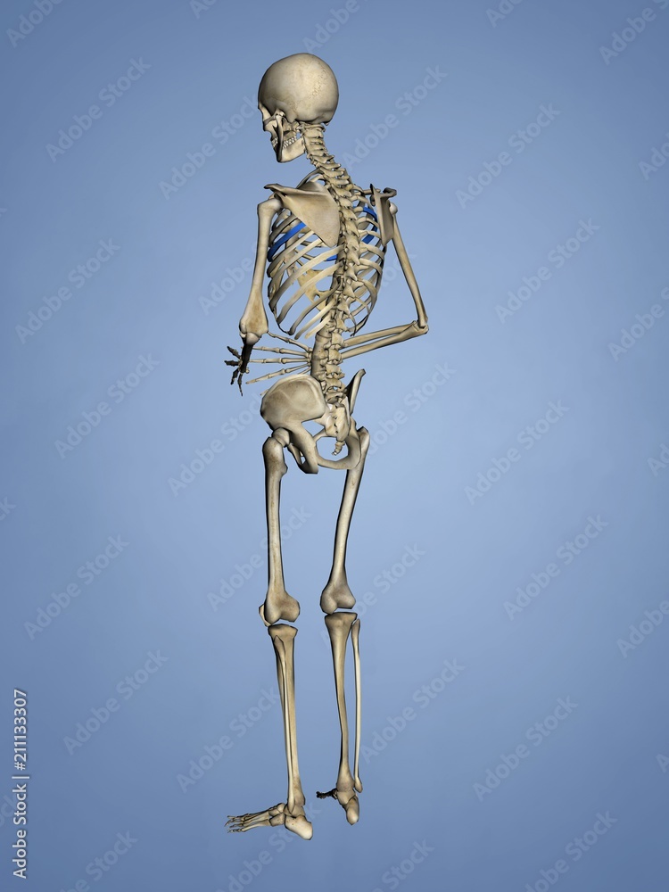 Fifth Rib, Rib Cage, 3D Model Fifth Rib, Rib Cage, 3D Model