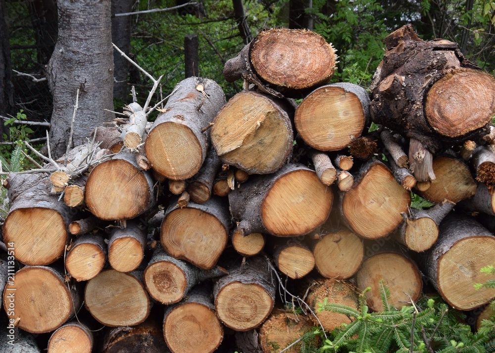 fresh sawed firewood piled up in front of a forest fresh sawed firewood piled up in front of a forest