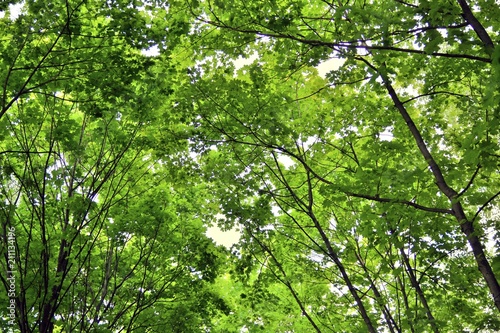 Green plants in a summer garden. Russian nature. Color photo taken at Moscow city public park.