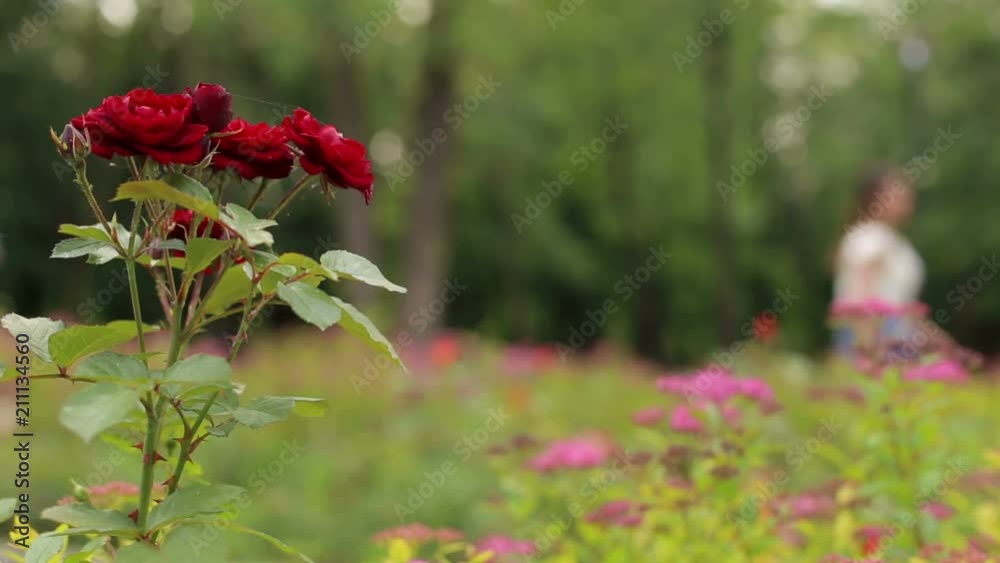 Close-up of red roses in the Park, in the background blurred silhouette of a girl. Close-up of red roses in the Park, in the background blurred silhouette of a girl.