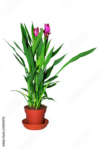 Turmeric plant in flower pot