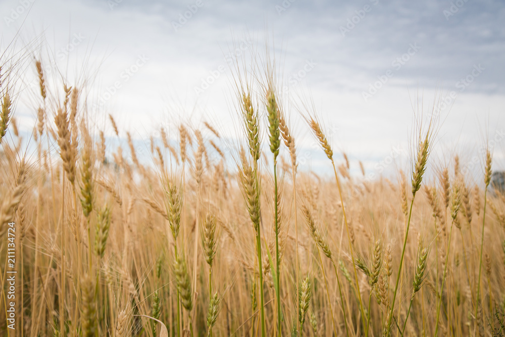 Fototapeta premium Grain harvest