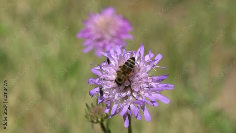 Bee collecs pollen slow motion HD Bee collecs pollen slow motion HD