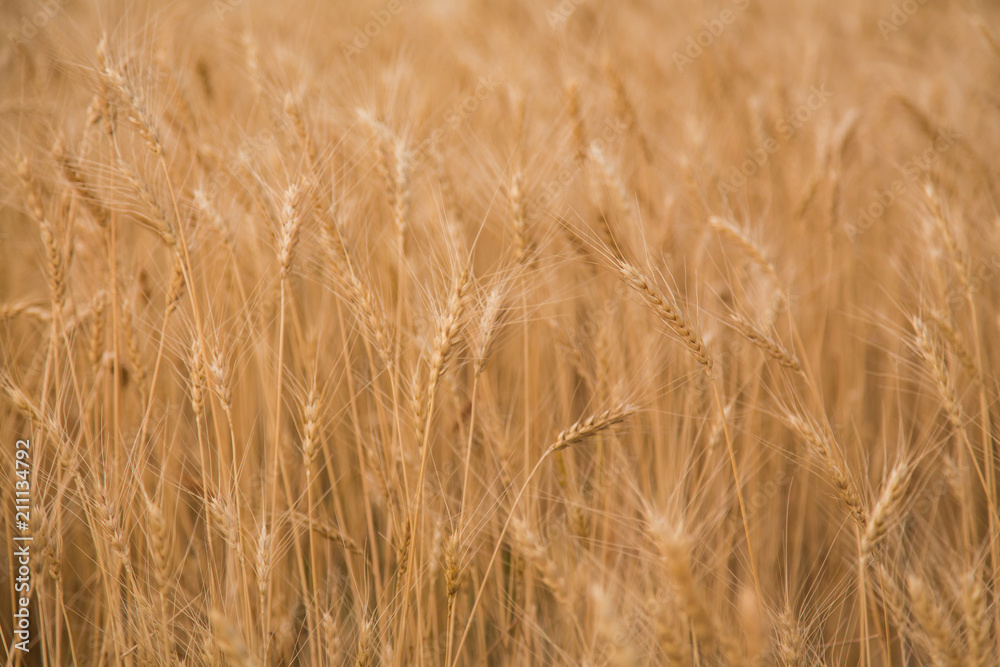 Grain harvest Grain harvest