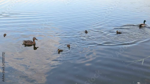 Ducks and little ducklings swim in the lake in the summer, close-up. photo