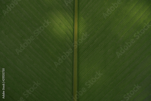 green nature plant banana  background